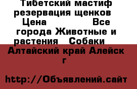 Тибетский мастиф резервация щенков › Цена ­ 100 000 - Все города Животные и растения » Собаки   . Алтайский край,Алейск г.